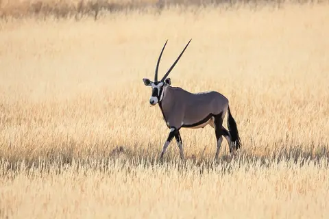 Namibia03-240.jpg