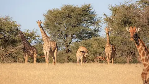Namibia03-290.jpg