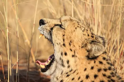 Namibia03-411.jpg