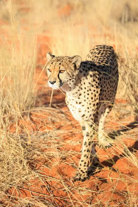 Namibia03-424.jpg