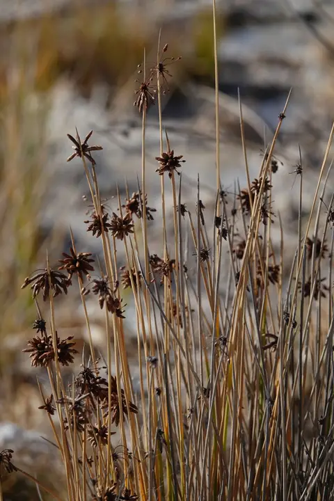 DSC03600_DxO.jpg