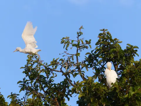 P1220188Kuhreiher.JPG