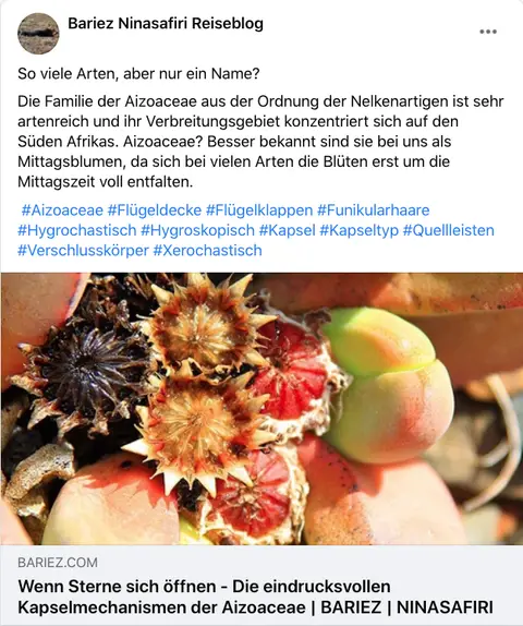 Aizoaceae.png