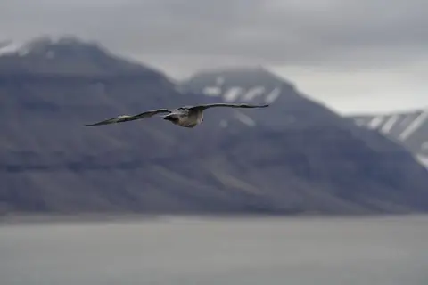 k-2018-08-02aTempelfjordGletscherTunabreen08.JPG