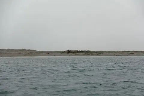 k-2018-08-02cWalrosseinPoolepyntenaufPrins-Karls-Forland03.JPG