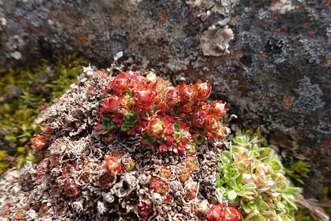 k-2018-08-08aBrimulen009.JPG
