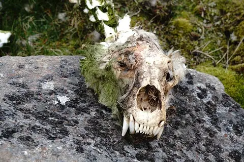 k-2018-08-08aBrimulen021.JPG