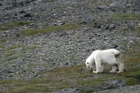 k-2018-08-08bEisbär026.JPG