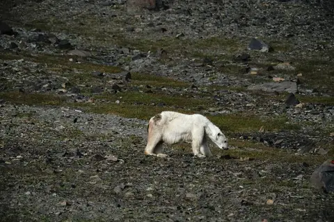 k-2018-08-08bEisbär050.JPG