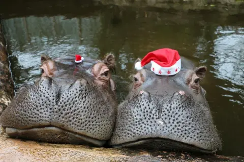 Flusspferde-Weihnachten.jpg