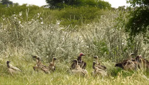 PhokojePanvultures.JPG
