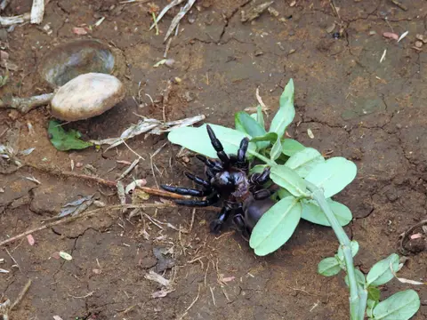 Spinne.jpg