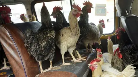 chicken.jpg