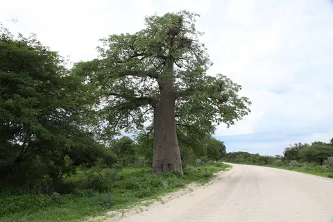 Baobab_1.jpg