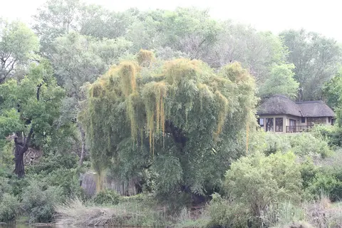 Baum1.JPG