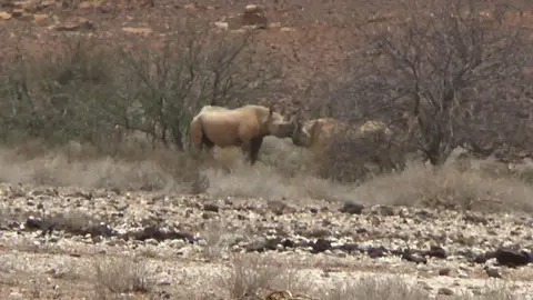 rhino7.jpg