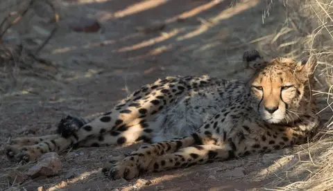 20170824-cheetah.jpg