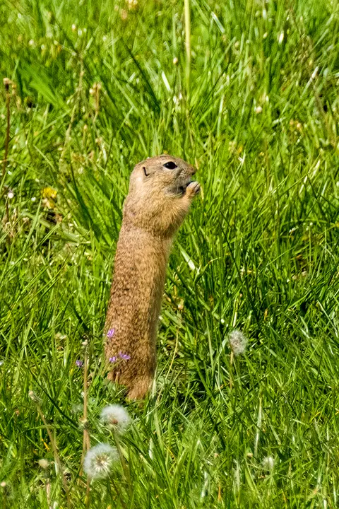 Ziesel.jpg