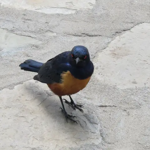 IMG_0605.JPG