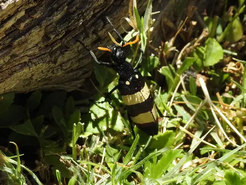 k-241029(11)Blisterkäfer(Mylabrisoculata).JPG