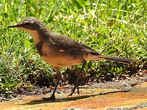 k-241029Kapstelze(CapeWagtail).JPG