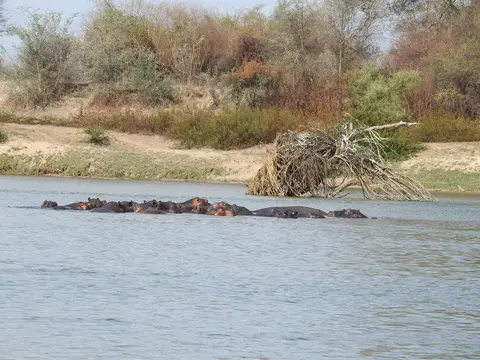 k-241031(37)Hippos.JPG