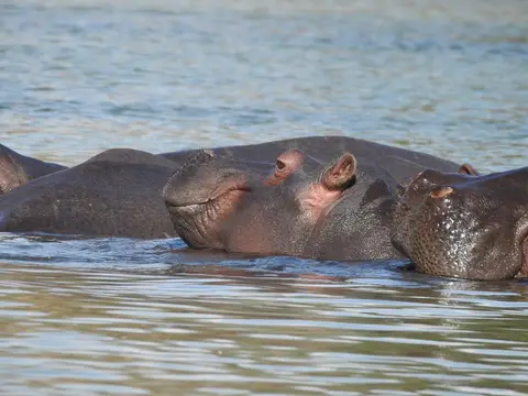 k-241031(43)Hippos.JPG