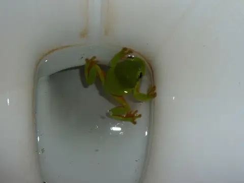 CapeLevequeFrosch4.JPG