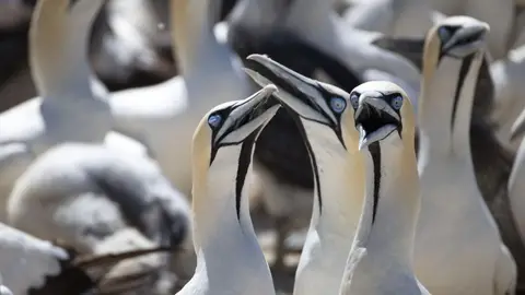 2026SACapetoKTP1186066.4CapeGannet.jpg