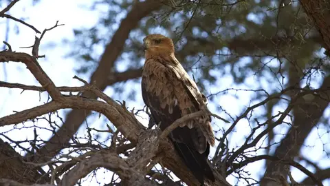 2026SACapetoKTP1547184.3TawnyEagle.jpg