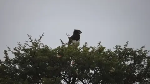 2026SACapetoKTP1617180.2Black-chestedSnakeEagle.jpg