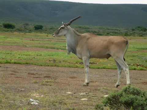 Südafrika124.jpg