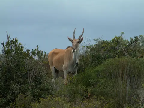 Südafrika126.jpg