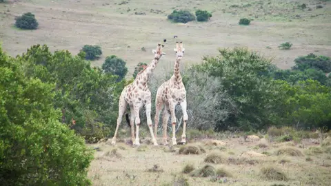 Südafrika442.jpg