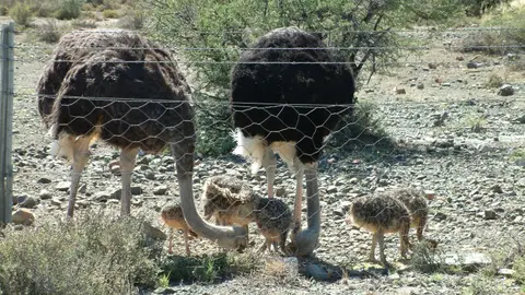 Südafrika581.jpg
