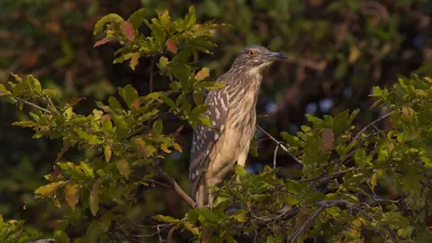 h4865777.jpg