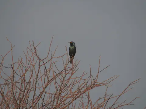 k-PA125257.JPG