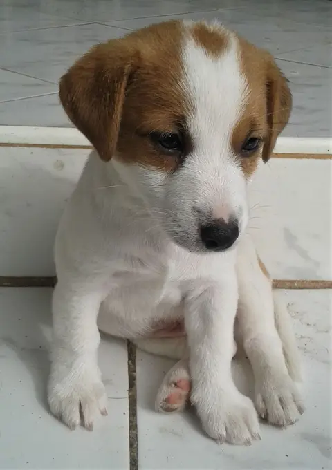 Chili-2.jpg