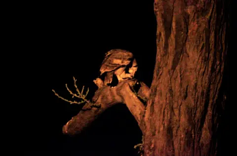 Eule3.jpg