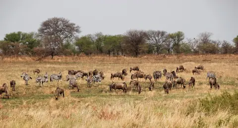 Gnu-Zebra.jpg