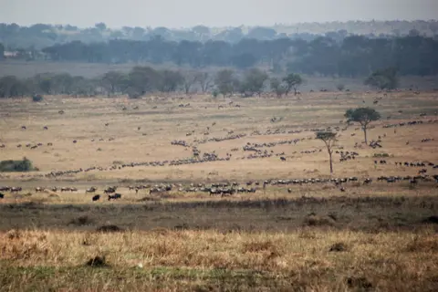 Gnu.jpg