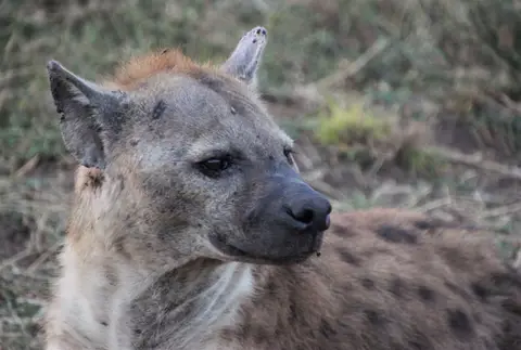 Hyäne5.jpg