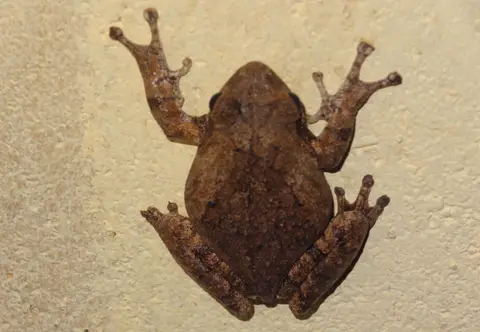 Kuti-Frosch.jpg
