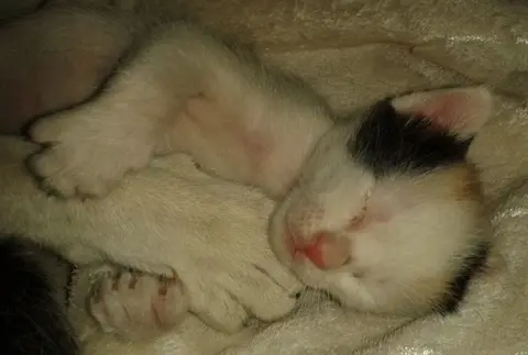 Moyo-Kitten5.jpg