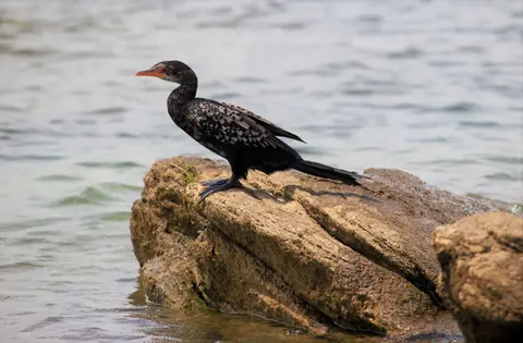 Sunga-Kormoran2.jpg