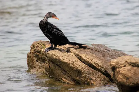 Sunga-Kormoran3.jpg