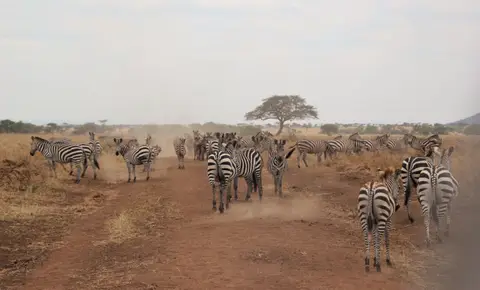 Zebra19.jpg