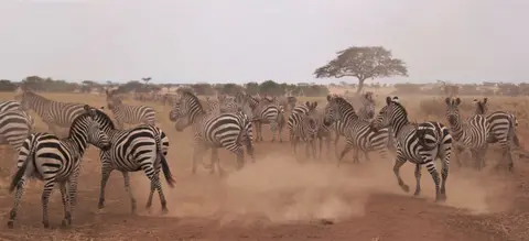 Zebra22.jpg