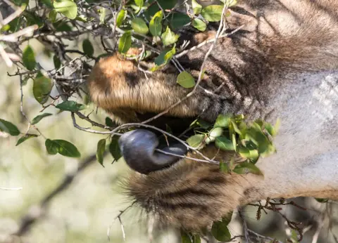 _MG_2100.jpg