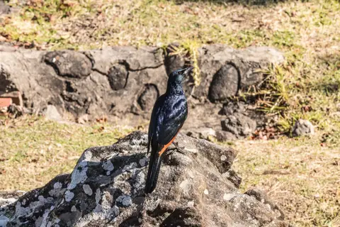 _MG_2724.jpg